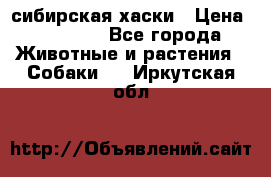 l: сибирская хаски › Цена ­ 10 000 - Все города Животные и растения » Собаки   . Иркутская обл.